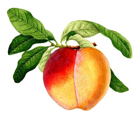 Peach, Pineapple, Banana Snack Mix